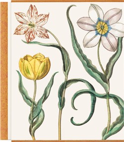 Basilius Besler