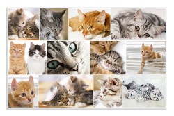 ΣΟΥΜΕΝ 55*35 HERMA 19379 CATS