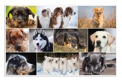 ΣΟΥΜΕΝ 55*35 HERMA 19378 DOGS