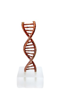 ΓΛΥΠΤΟ ΑΠΟ ΜΠΡΟΥΤΖΟ DNA ΣΕ ΒΑΣΗ ΑΠΟ PLEXI 4*4*2 εκ.