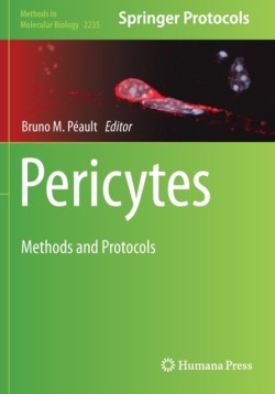 Pericytes