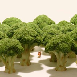 Small Wonders