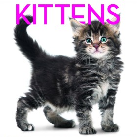KITTENS-CU &hellip;