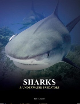 Sharks and …