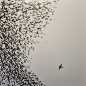 WILCO - SK &hellip;