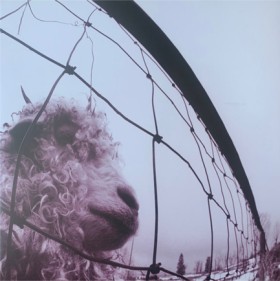 PEARL JAM …