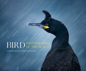 Bird Photo …