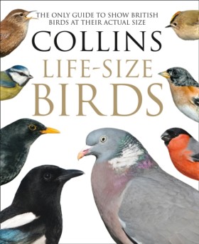 Collins Li …