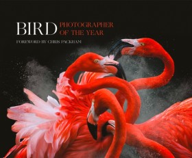 Bird Photo …