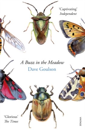 A Buzz in &hellip;