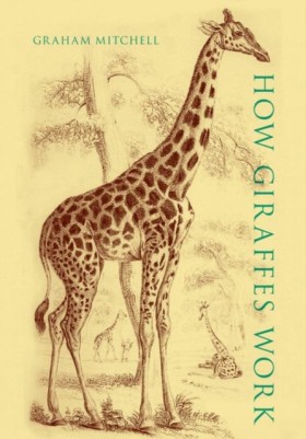 How Giraff …