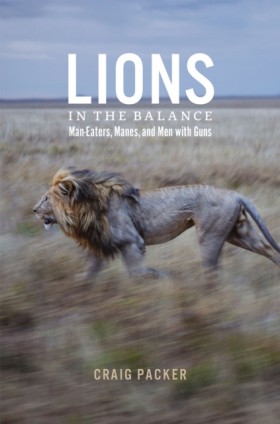 Lions in t …