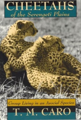Cheetahs o &hellip;