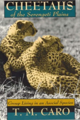 Cheetahs o &hellip;