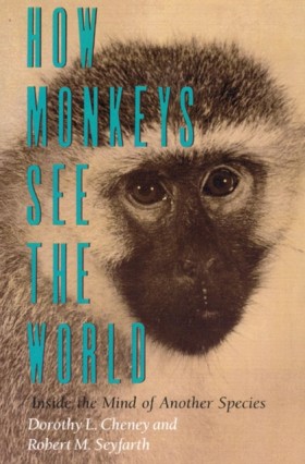 How Monkey …