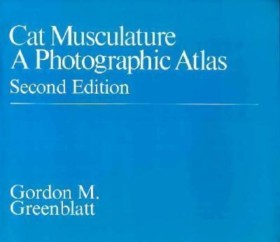 Cat Muscul …