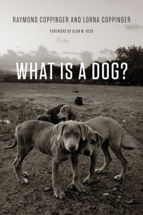 What Is a &hellip;