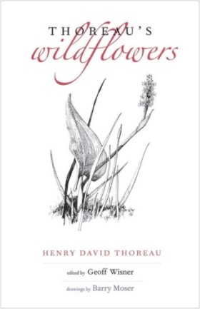 Thoreaus W …