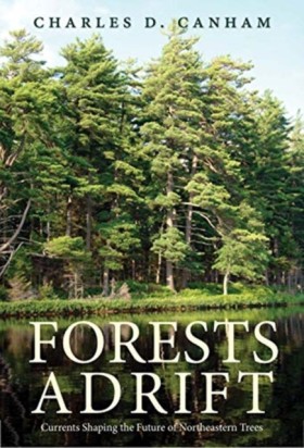 Forests Ad …