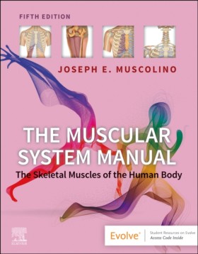 The Muscul …