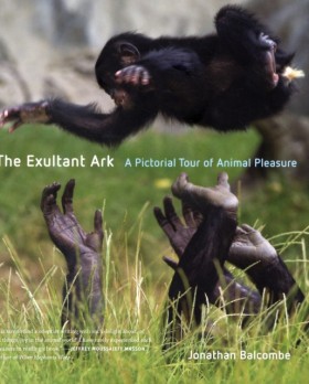 The Exulta …