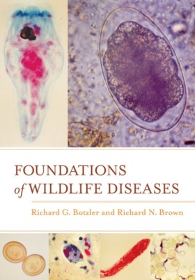 Foundation …