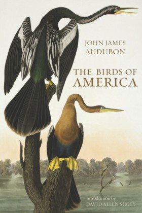 The Birds …