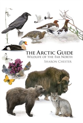 The Arctic …