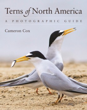Terns of N &hellip;