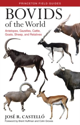 Bovids of …