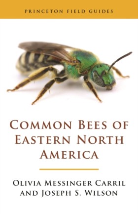 Common Bee &hellip;