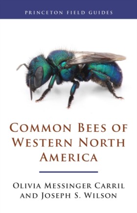 Common Bee &hellip;