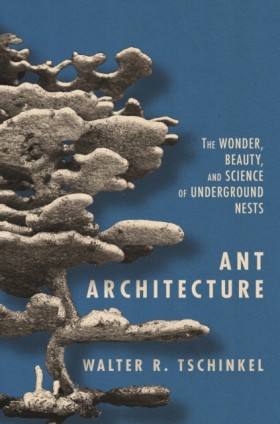 Ant Archit …