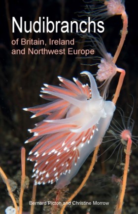 Nudibranch …