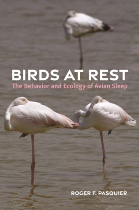 Birds at R …