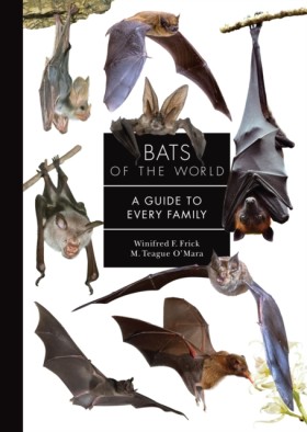 Bats of th …