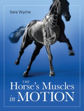 Horses Mus …