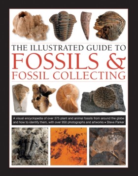 Fossils & …