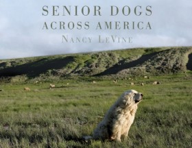 Senior Dog &hellip;