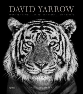 David Yarr …