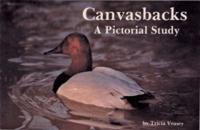 Canvasback &hellip;