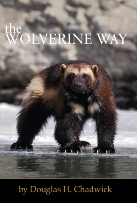 The Wolver &hellip;