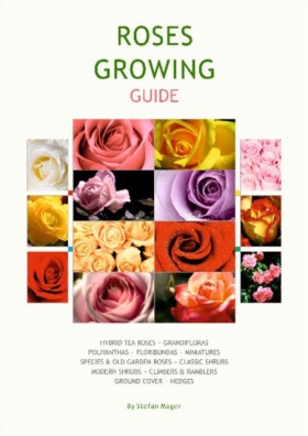 Rose Growi …