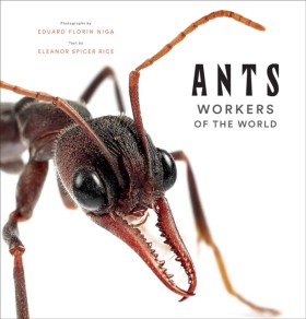 Ants: Work …