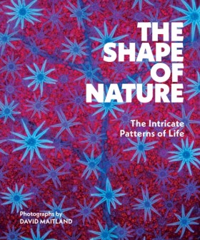 The Shape …