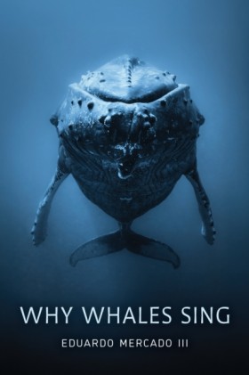 Why Whales …