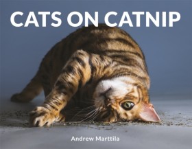 Cats on Ca &hellip;