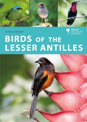 Birds of t …