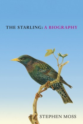 The Starli …