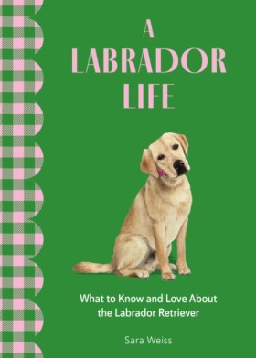 A Labrador …